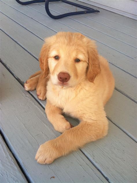 Moxie 2 Months Yellow Labgolden Retriever Mix Pets Pinterest