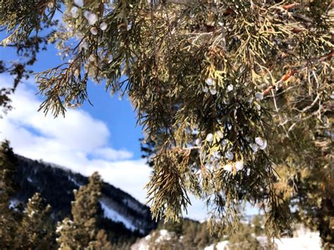 Conifers Utahs Wasatch National Forest North Mn Outdoors