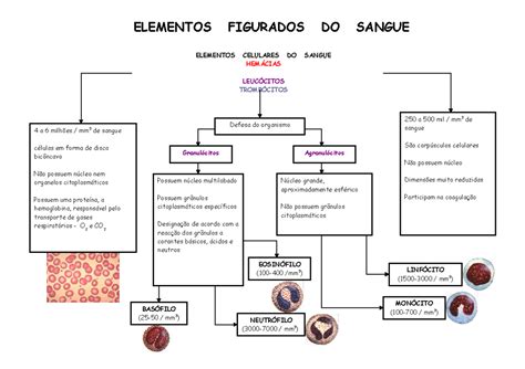 Elementos Figurados Do Sangue - 8