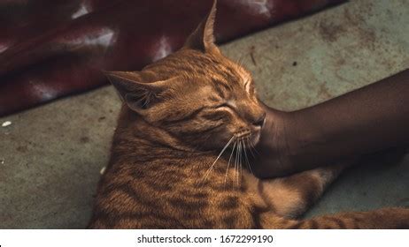 Indian Billi Breed Known Indian Common Stock Photo 1672299190 | Shutterstock