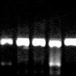 Figure Comparison Of The Results Of Rt Pcr And H E Staining M Dl