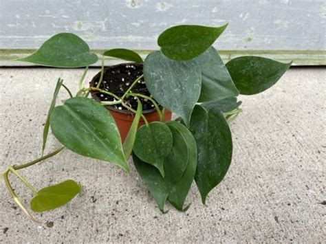 Philo Scandens Opt Tri State Foliage In House Availability