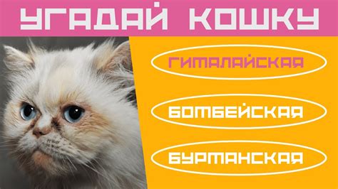 Кошки 🌞 Тест на знание пород кошек 🙀 Домашние кошки #тест #кошки - YouTube