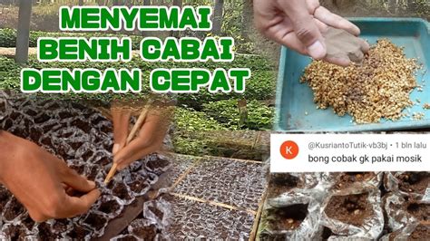 Cara Cepat Penyemaian Benih Cabai Di Dalam Poly Bac Tanpa Music Youtube