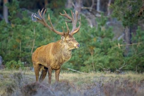 Male Red Deer Stag Cervus Elaphus Rutting Stock Photo Image Of