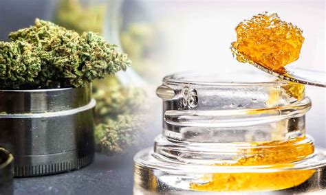 Exploring the Distinction: Cured Resin vs. Live Resin | Crop King Seeds