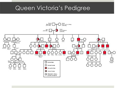 Bellringer Where Are Genes Located Hint Chromosomal Theory Of