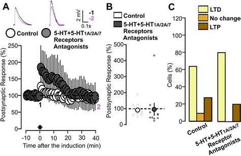 Application of 5-HT together with the three 5-HT1A/2A/7 receptors ...