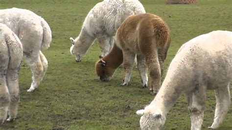 Preparing For Our First Alpaca Birth Of 2012 Exciting Youtube