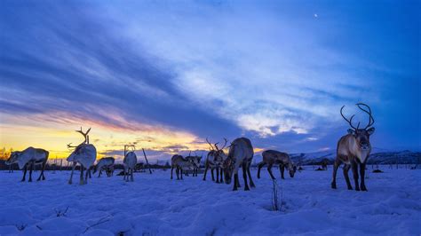 Mammals Snow Sunlight Cold Sky Winter Animals Clouds Reindeer