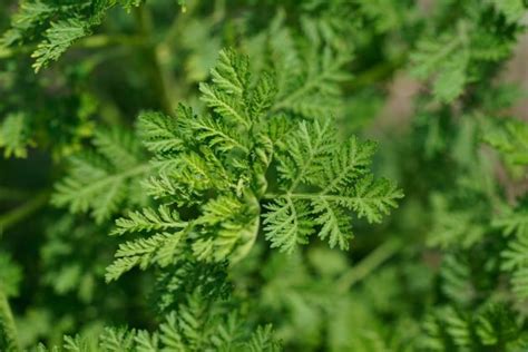 Artemisia annua - La Maison de l'Artemisia - This plant can save ...