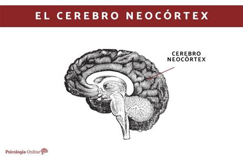 Cerebro Neoc Rtex Qu Es Partes Y Funciones