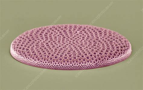 Coscinodiscus diatom, SEM - Stock Image - C003/0836 - Science Photo Library