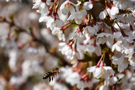 Banco De Imagens Natureza Ramo Plantar Flor Pétala Comida