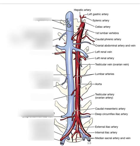 branches   vena cava caudalis diagram quizlet