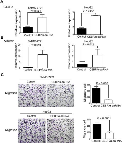 Transfection Of Cebpα Sarna In Smmc 7721 And Hepg2 Cells Resulted In