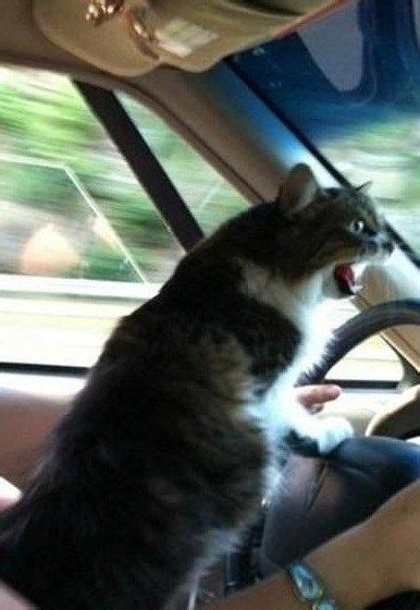 Ten Pictures Of Cats Driving Who Probably Dont Have A Licence Cats