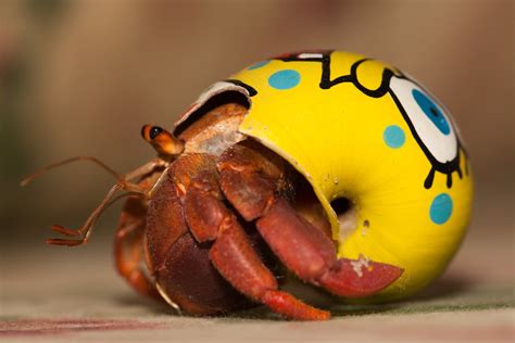 Hermit Crab With Painted Shell