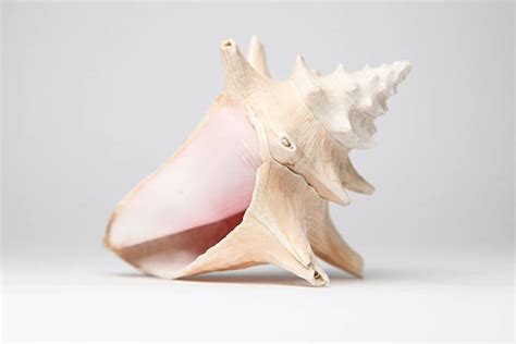 2,300+ Whelk Shell Stock Photos, Pictures & Royalty-Free Images - iStock