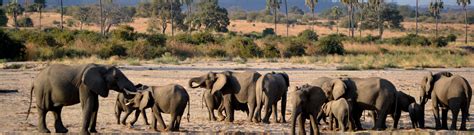 Ruaha National Park | Tanzania Safaris | Barking Zebra Tours