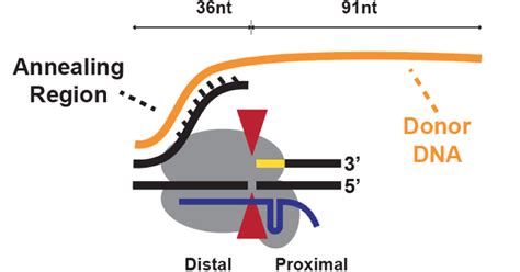 Optimizing Donor DNA for Enhanced CRISPR Genome Editing