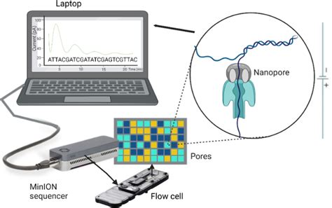 Schematic Diagram Indicating The Composition Of The MinION Device Flow