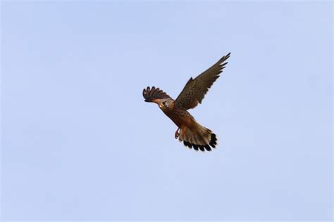 Burung Elang Ilmu Foto Gratis Di Pixabay Pixabay