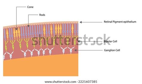 Photoreceptor Cells Illustration Photoreceptor Cells Located Stock ...