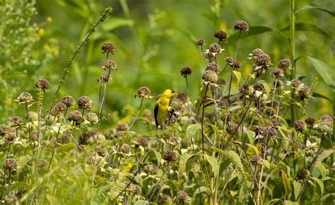 Yellow Finch Bird Perched - Free photo on Pixabay - Pixabay