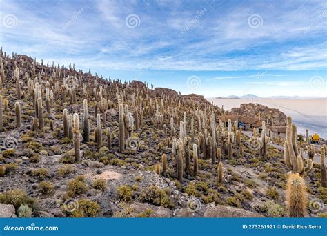 Cactus Island in the Salar De Uyuni in the Bolivian Altiplano Stock Image - Image of world ...