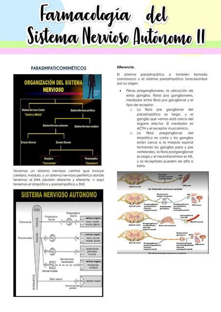 Farmacología del Sistema Nervioso Autónomo II el pepe uDocz