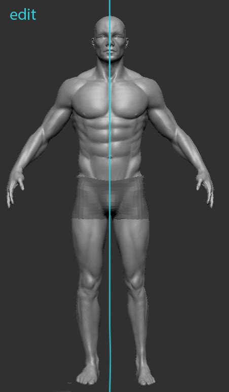 Male Anatomy Practice Looking For Feedback Polycount