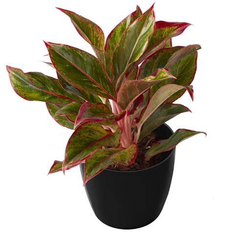 Aglaonema Red Gold Balajiblossoms