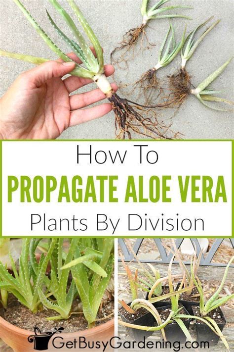 How To Propagate Aloe Vera Without Roots A Step By Step Guide Planthd