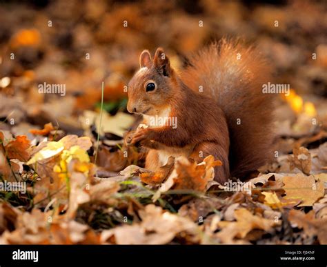 Europäische Eichhörnchen Eurasische Eichhörnchen Sciurus Vulgaris