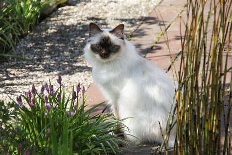 590+ Birman Cat Names - Unique Ways To Name Your Birman Cat