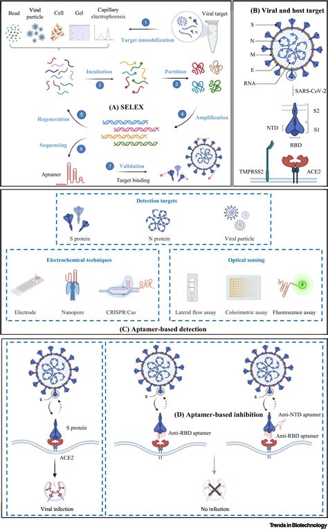 Aptamers Targeting Sars Cov A Promising Tool To Fight Against Covid