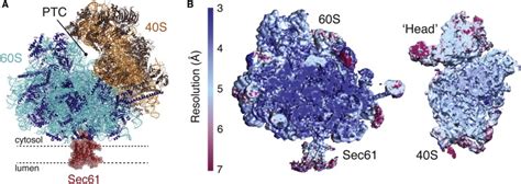 The Structure of a Mammalian Ribosome-Translocon Complex | Download Scientific Diagram