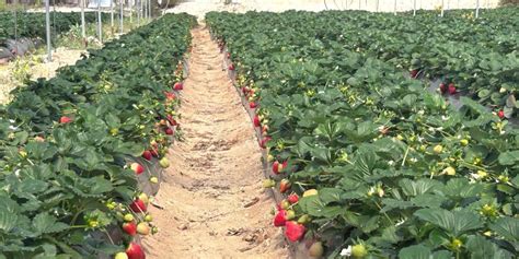 EL PINAR Lidera La Rusticidad Varietal En Fresa