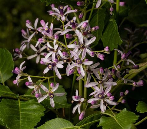 Melia Azedarach White Cedar Chinaberry Tree Australian Botanic