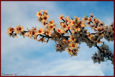 Miscel Nea Turolense Marzo Miscel Nea Almendros En Flor A