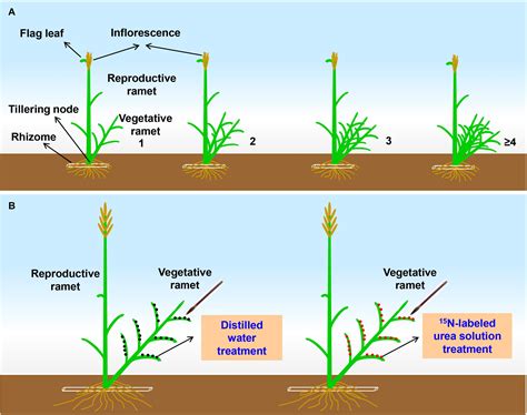 Frontiers Effects Of Flag Leaf And Number Of Vegetative Ramets On