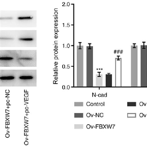 Overexpression Of Vegf Reverses The Inhibitory Effects Of Fbxw