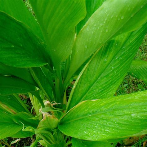 Curcuma Longa Curcuma Curry Plante Rhizomateuse Aromatique