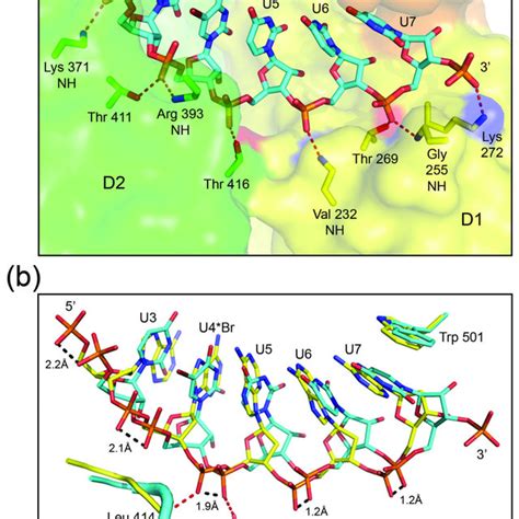 Electron Density Maps For Selected Ligands Regions Of The 2fo Fc Maps