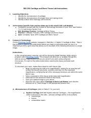 Lab 5 Cartilage And Bone Tissue With Histology Guide Docx BIO 201