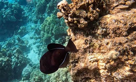 The Best Big Island Snorkeling: 5 Spots to Add to Your Hawaii Bucket List - Uprooted Traveler