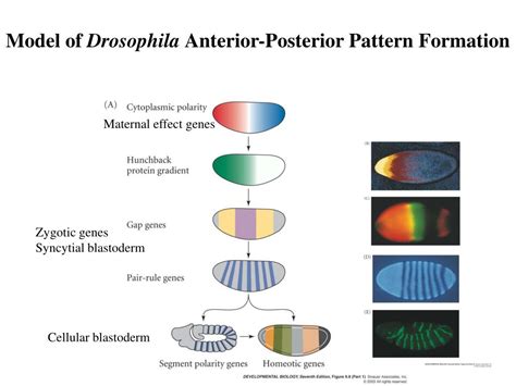 PPT Model Of Drosophila Anterior Posterior Pattern Formation