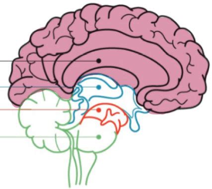 Integrated Physiology Ch 10 Flashcards Quizlet