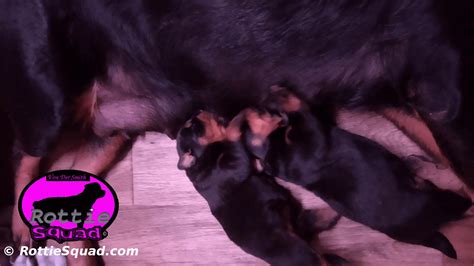 Zamp Maze Litter 2 0 Rottie Squad Kennel